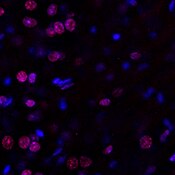 Immunofluorescent image of a mouse brain labeled with DSHB antibody Anti-H3C3 [BCN503.1.1D6] against H3 clustered histone 3 (red). Image Credit: BICCN.